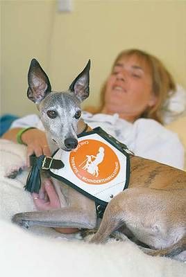 CANICURA Familienhund und Therapiehundausbildung