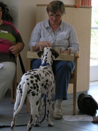 CANICURA Familienhund und Therapiehundausbildung