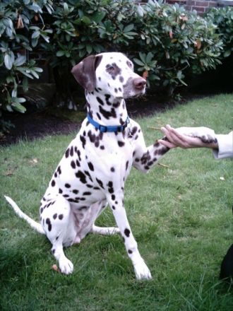 CANICURA Familienhund und Therapiehundausbildung