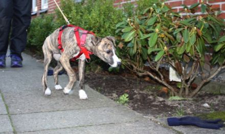 CANICURA Familienhund und Therapiehundausbildung