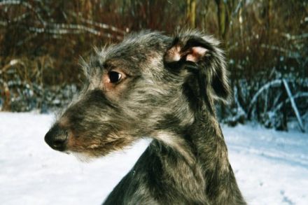 Hundeerziehung Sanft & Intensiv