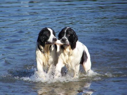 vom Kranenburger Bruch
