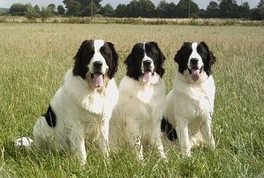 vom Kranenburger Bruch