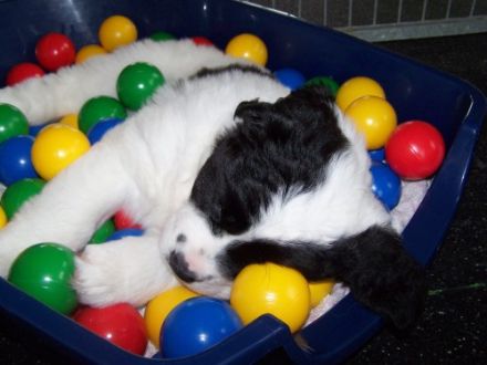 vom Kranenburger Bruch