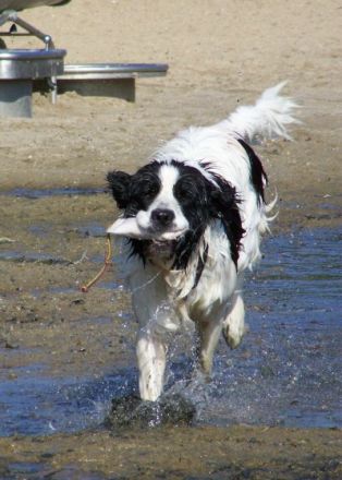 vom Kranenburger Bruch