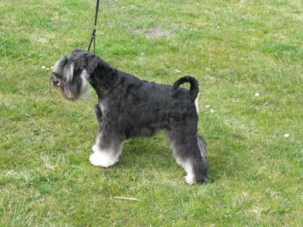 Bugs vom Drosselbart