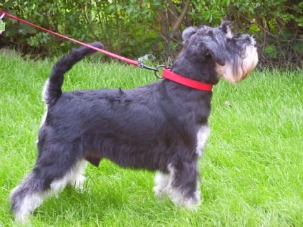 Bugs vom Drosselbart