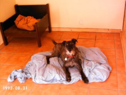 Hundeherberge-Hennef