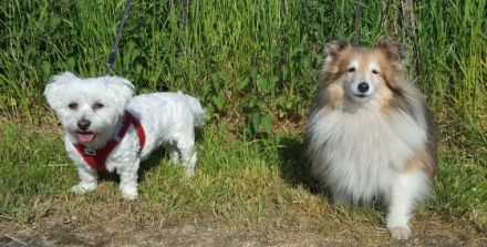 Hundeherberge-Hennef