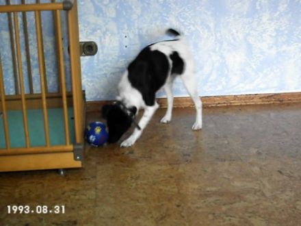 Hundeherberge-Hennef