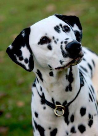 aus dem Haus Punctum