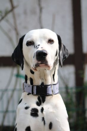 aus dem Haus Punctum