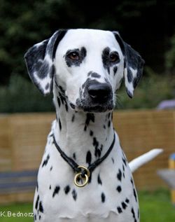 aus dem Haus Punctum