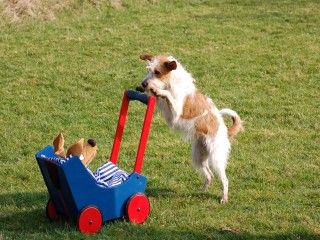 Urlaub mit Hund und Hundeschule