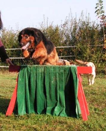 Hundezentrum Am Berghof