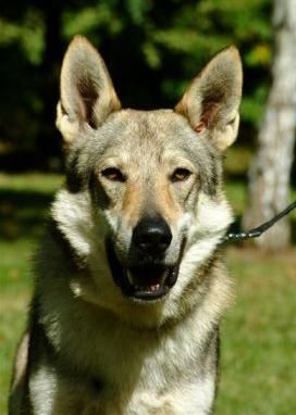 Lord Kysucka Hviezda