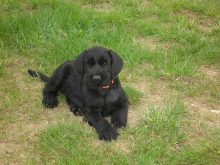 von der Satans Meute