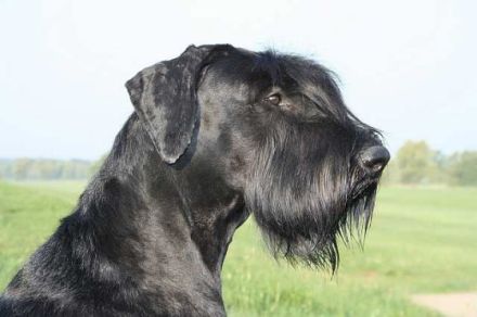 von der Satans Meute