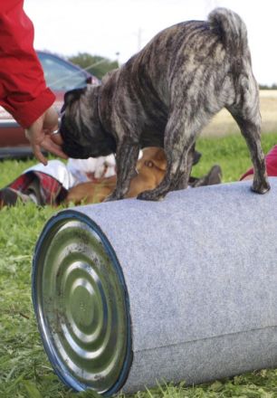 wetnose - mit Hunden leben