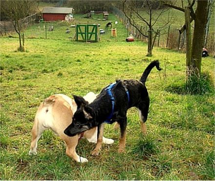 Hundeschule Schnüffelnase