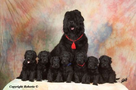 Zlato s Bavarskogo Dvora - der Schatz vom Bayerischem Hof