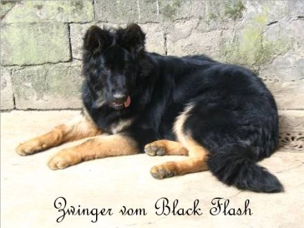 vom Black Flash
