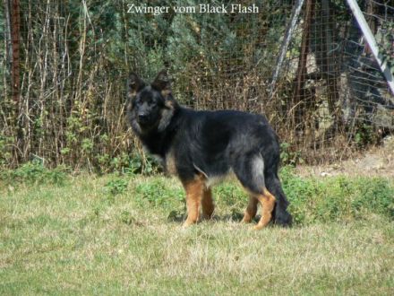 vom Black Flash