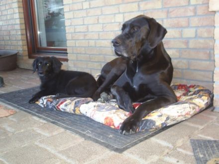 Hundepension Vier-Pfötchen-Treff