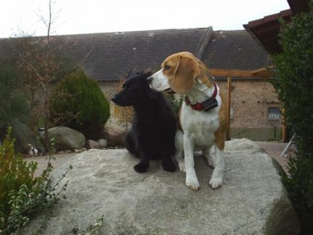 Hundepension Vier-Pfötchen-Treff