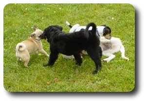 Hundezentrum Elbmarsch