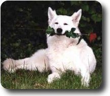 Hundezentrum Elbmarsch