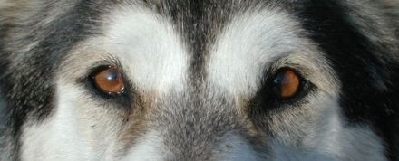 Hundeerziehung und Verhaltensberatung Volker Knuth