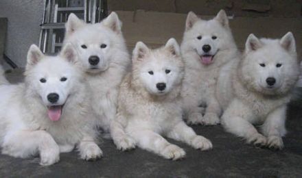 Beautiful of Whiteline