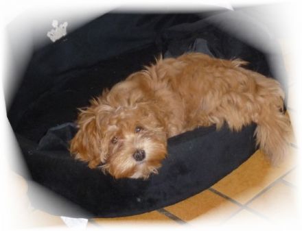 de la caracca pandilla pequeno