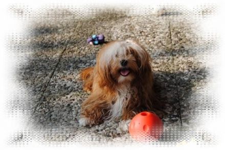 de la caracca pandilla pequeno