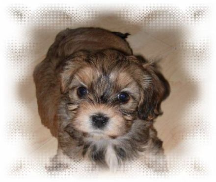 de la caracca pandilla pequeno