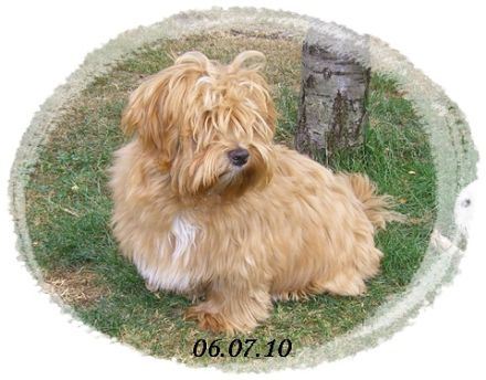 de la caracca pandilla pequeno