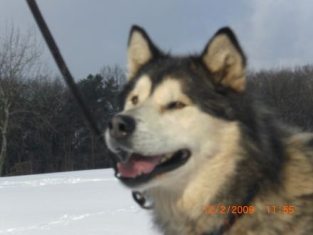 Tierpsychologie, Verhaltenstherapie und Naturheilkunde B.Reitz