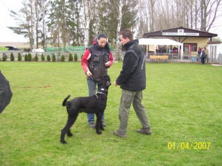 Pinscher Schnauzer Schweinfurt