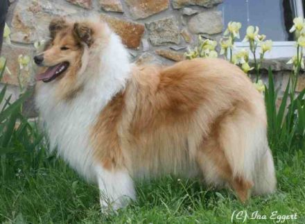 of little Queensland