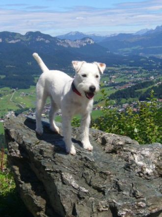 Vom Canis Lupus Clan