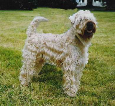 of Allstarman's Clan