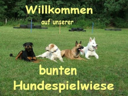 Unsere bunte Hundespielwiese