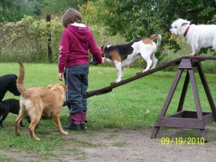 Unsere bunte Hundespielwiese
