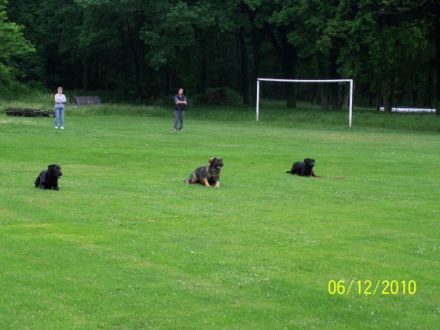 Unsere bunte Hundespielwiese