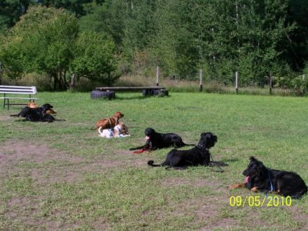 Unsere bunte Hundespielwiese