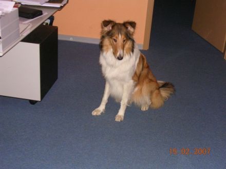 Akademie für Therapie- u.Behindertenbegleithunde