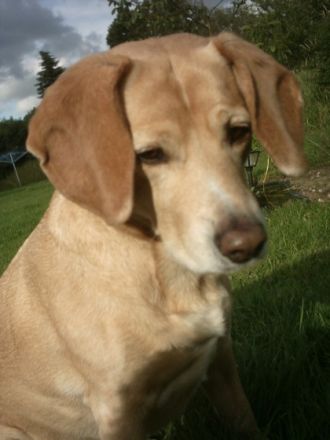 Akademie für Therapie- u.Behindertenbegleithunde