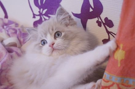 Ragdollkatzen von Woodnewchurch