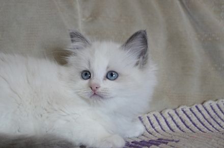 Ragdollkatzen von Woodnewchurch